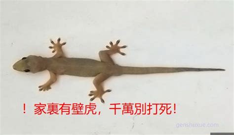 房間出現壁虎代表什麼